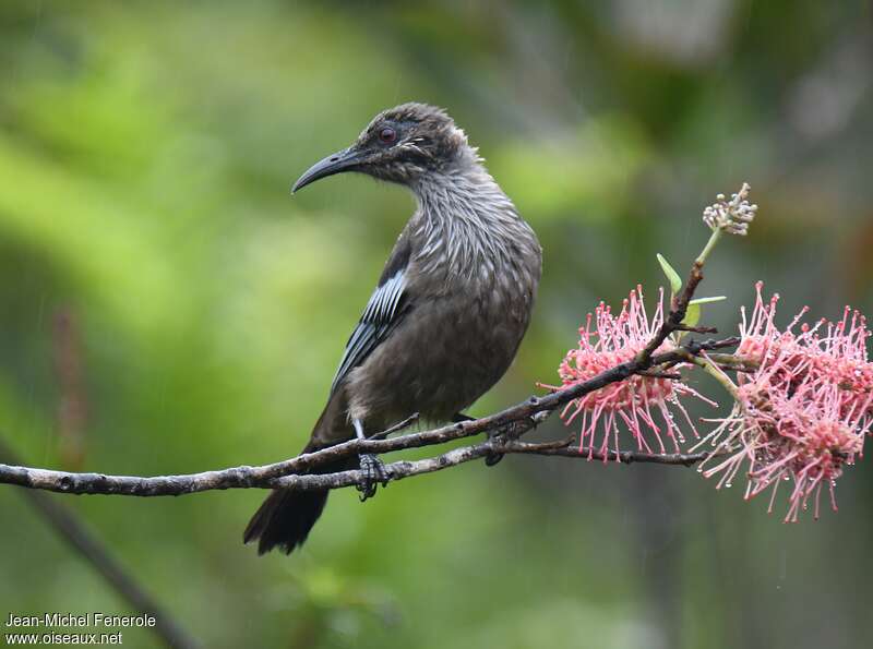 New Caledonian Friarbirdadult