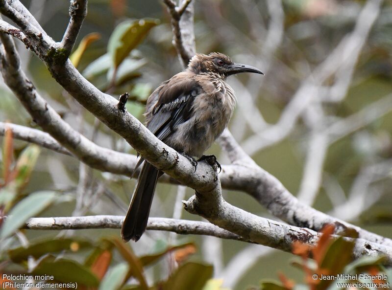 New Caledonian Friarbird