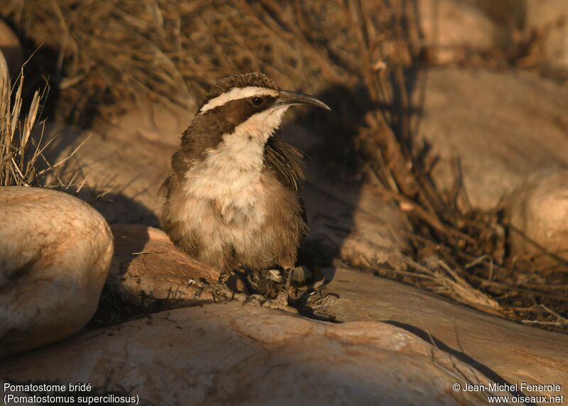 White-browed Babbler