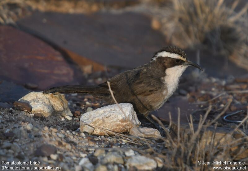 White-browed Babbler