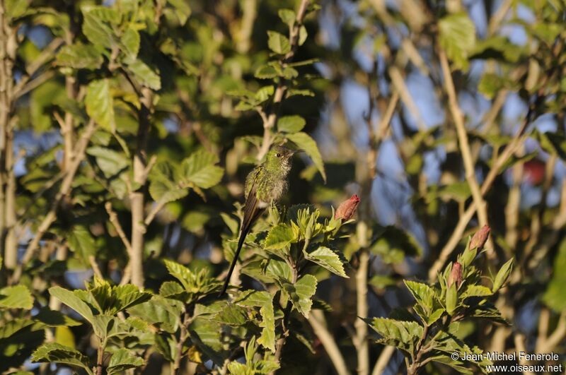 Black-tailed Trainbearer