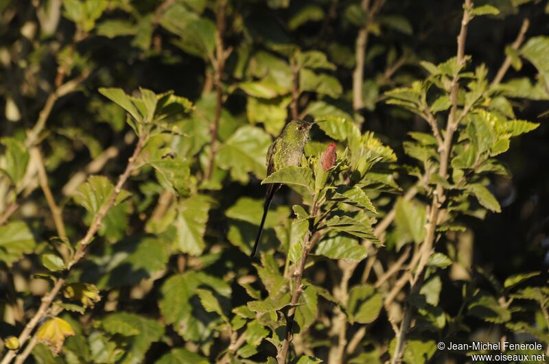 Black-tailed Trainbearer