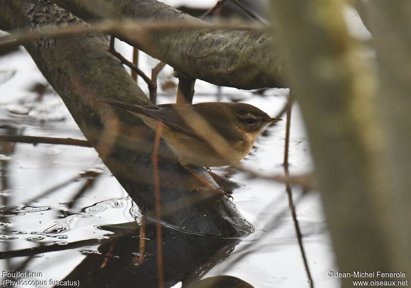 Dusky Warbler