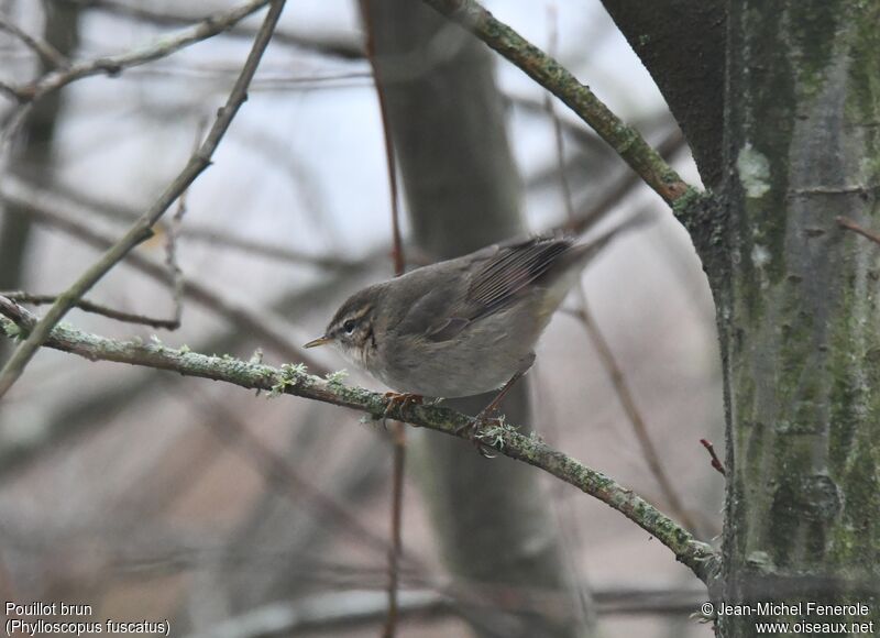 Dusky Warbler