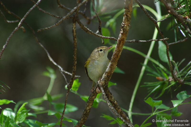 Western Bonelli's Warbler