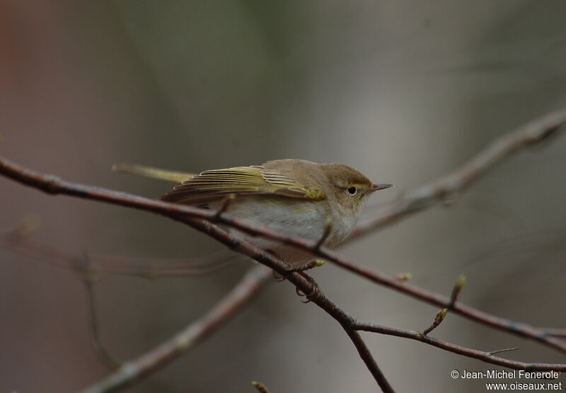 Western Bonelli's Warbler