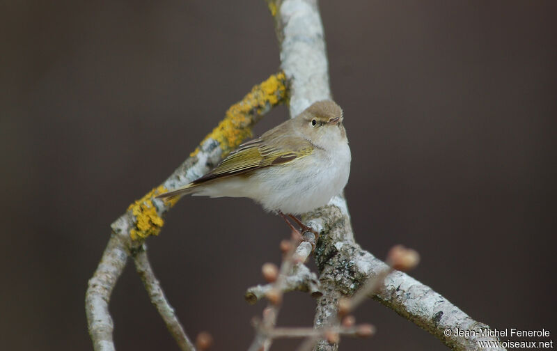 Western Bonelli's Warbler