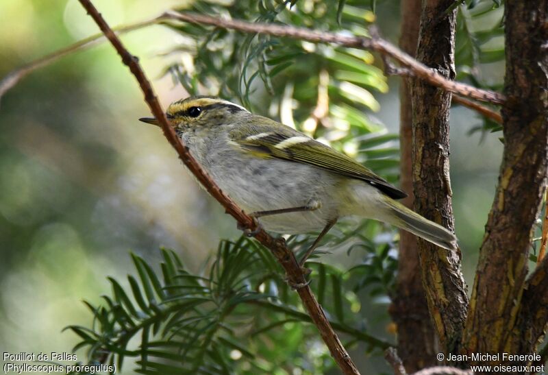 Pallas's Leaf Warbler