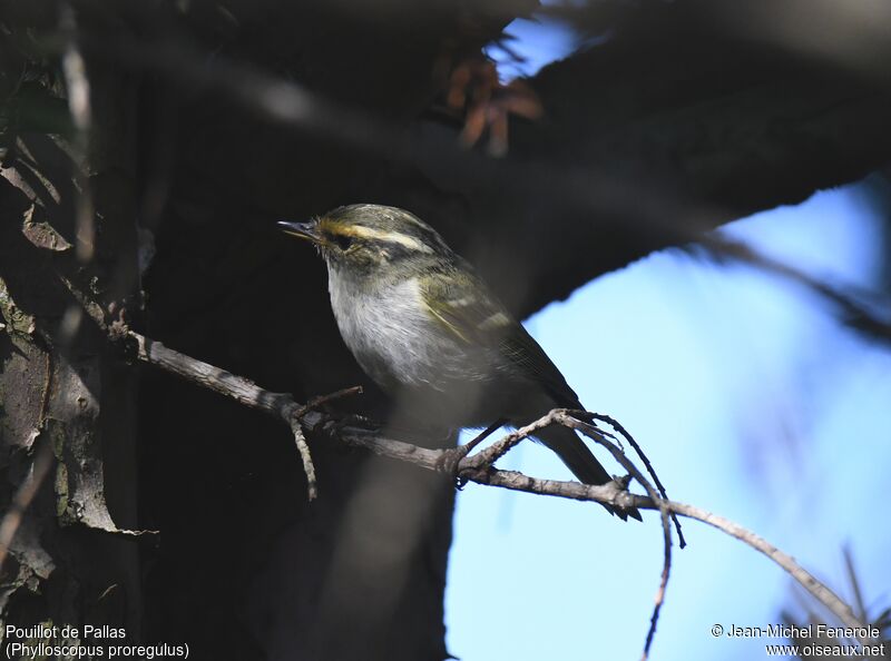 Pallas's Leaf Warbler