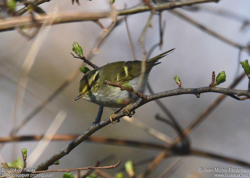 Pallas's Leaf Warbler