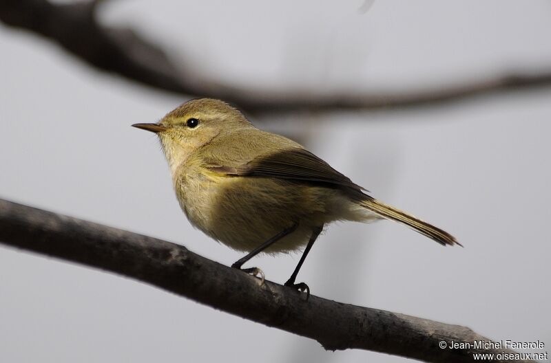 Canary Islands Chiffchaff