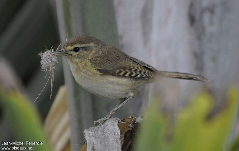 Canary Islands Chiffchaffadult, Reproduction-nesting