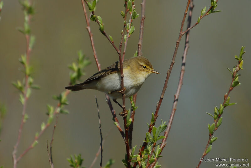 Willow Warbler