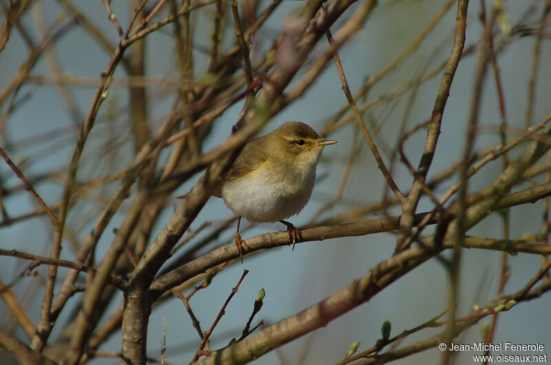 Willow Warbler