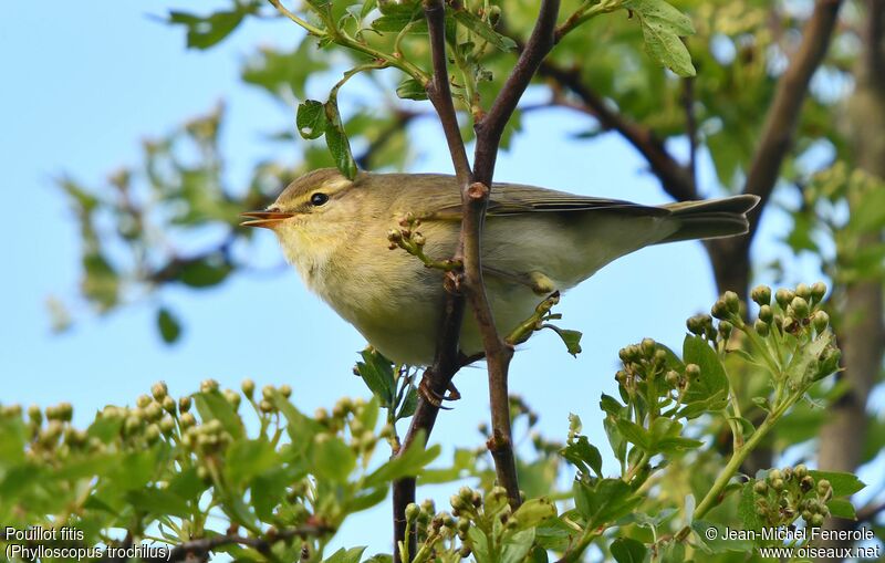 Willow Warbler