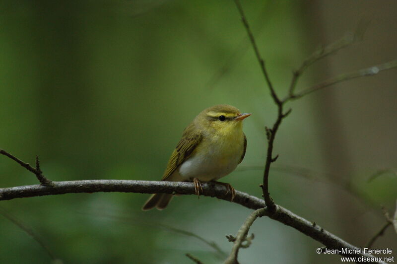 Wood Warbler