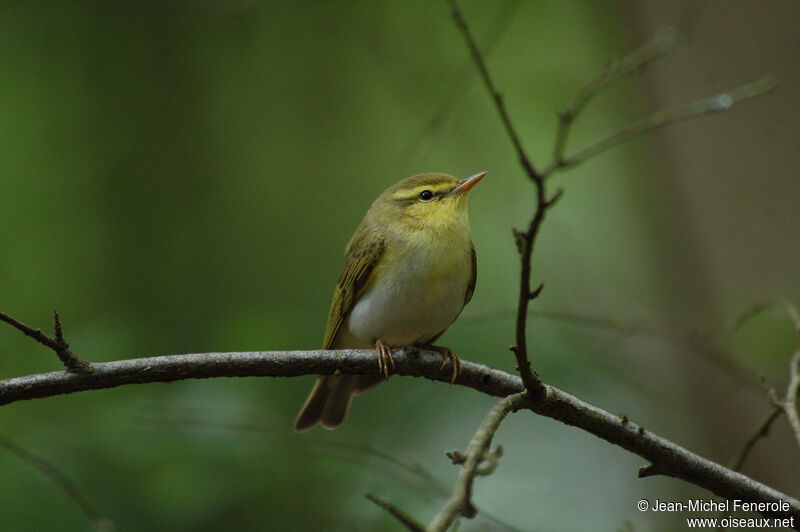 Wood Warbler