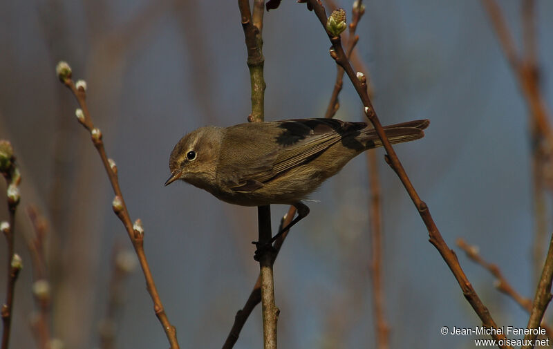 Common Chiffchaff