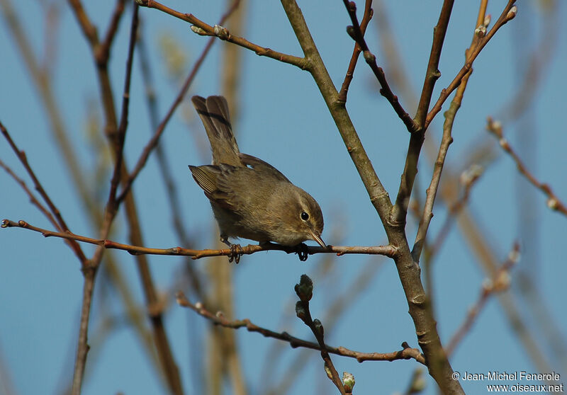 Common Chiffchaff