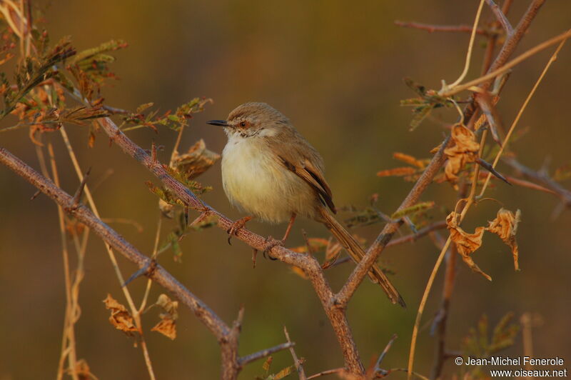 Black-chested Prinia, identification