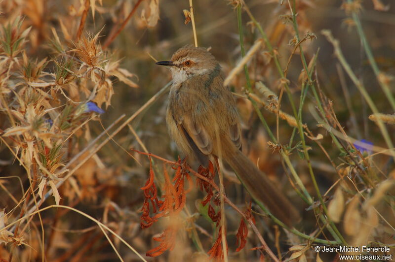 Black-chested Prinia, identification