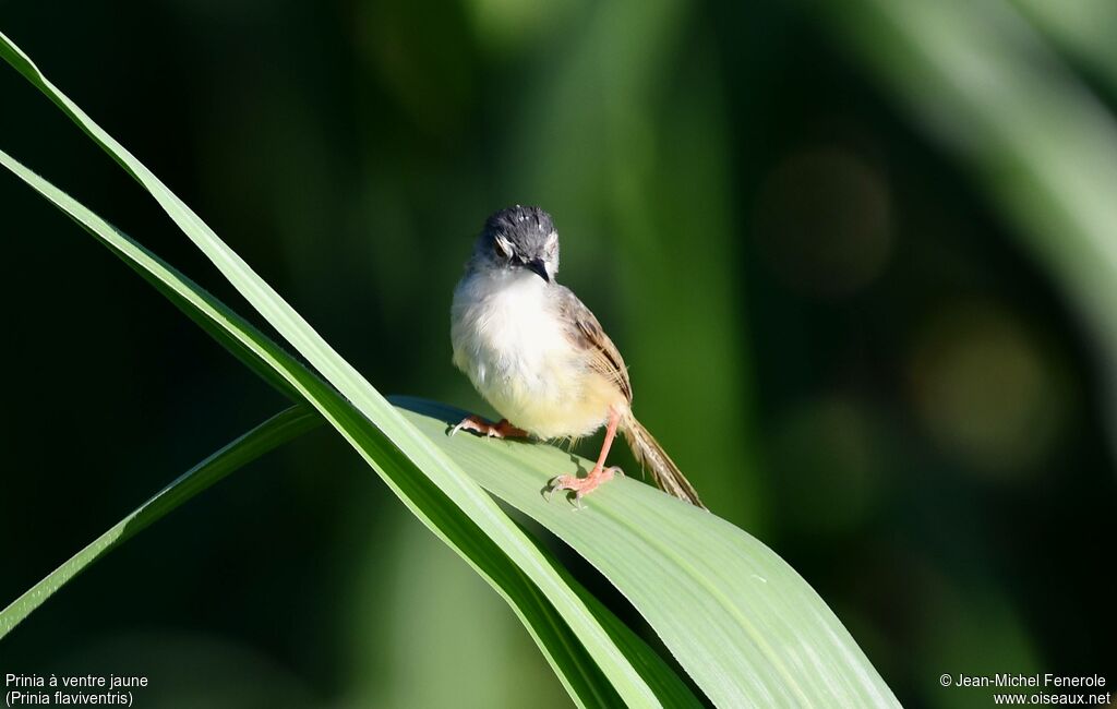 Prinia à ventre jaune