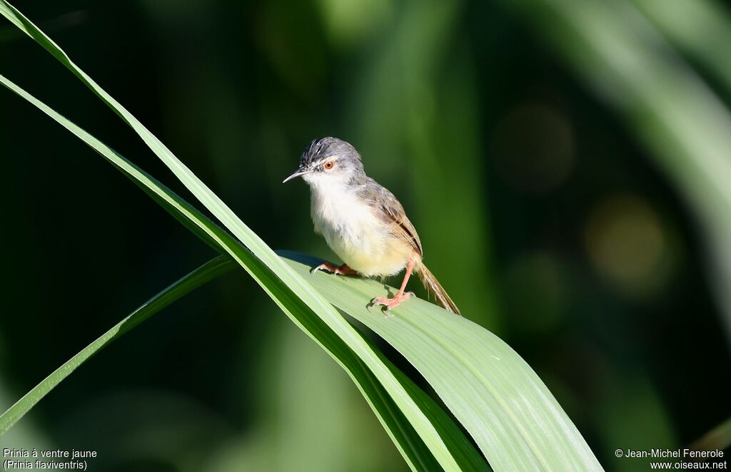 Prinia à ventre jaune