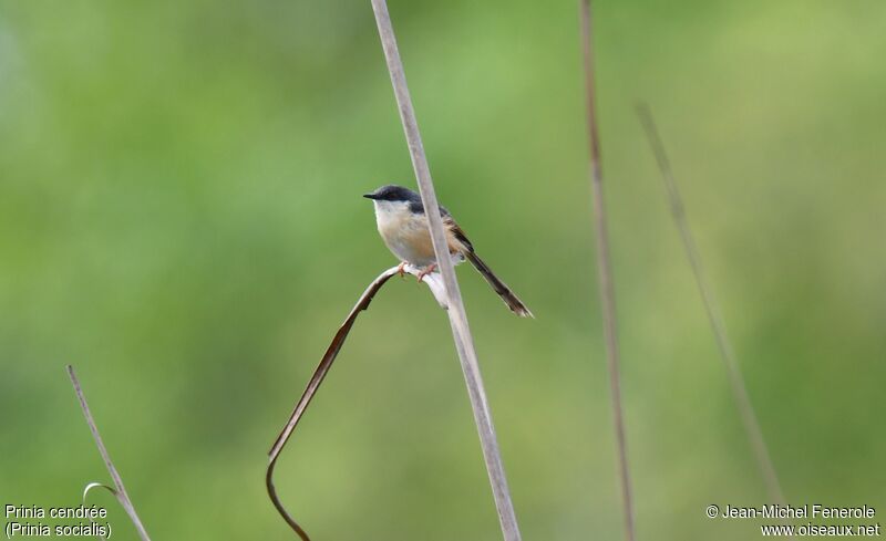 Prinia cendrée