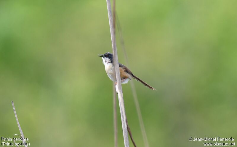 Ashy Prinia