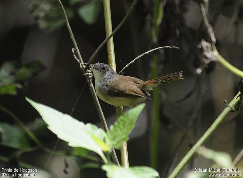 Grey-breasted Prinia