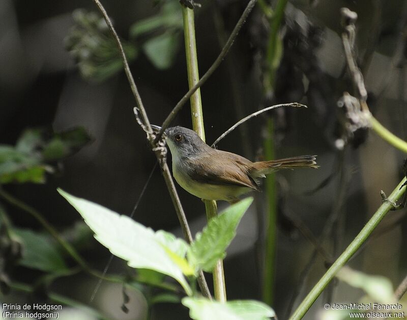 Grey-breasted Prinia