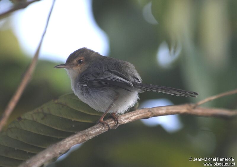 Sao Tome Prinia