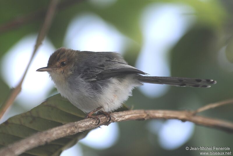 Sao Tome Prinia