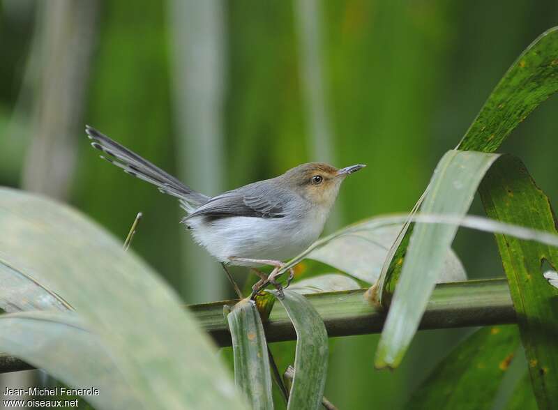 Prinia de São Toméadulte, identification