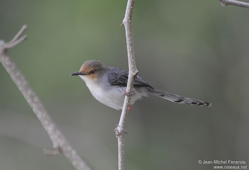 Sao Tome Prinia