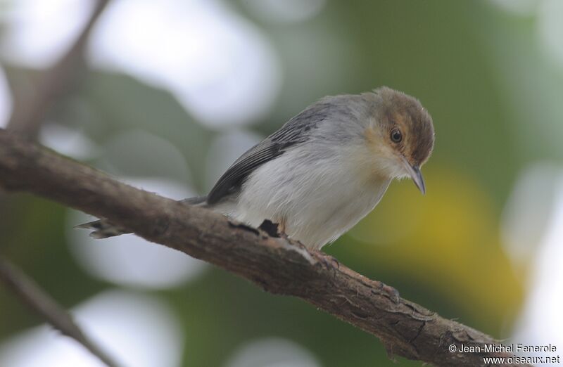 Sao Tome Prinia