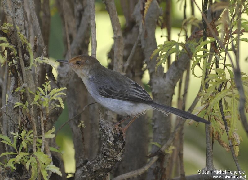 Prinia de São Tomé