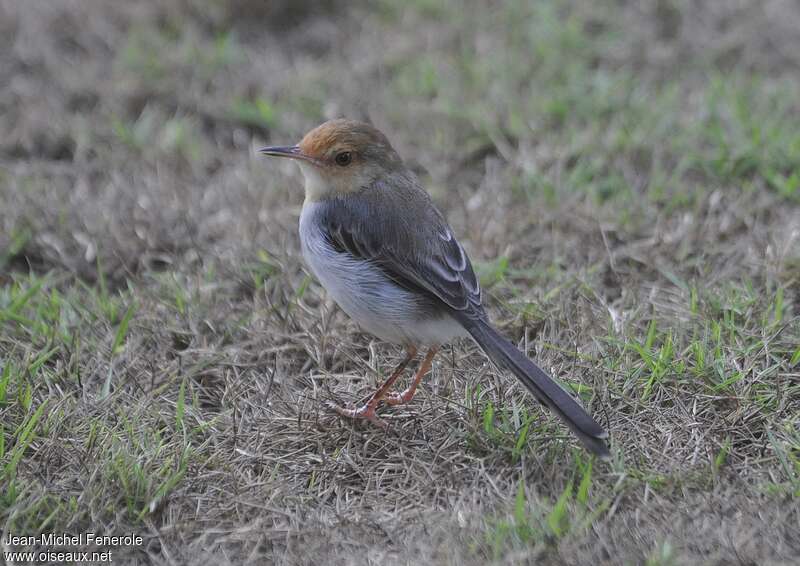 Prinia de São Toméadulte