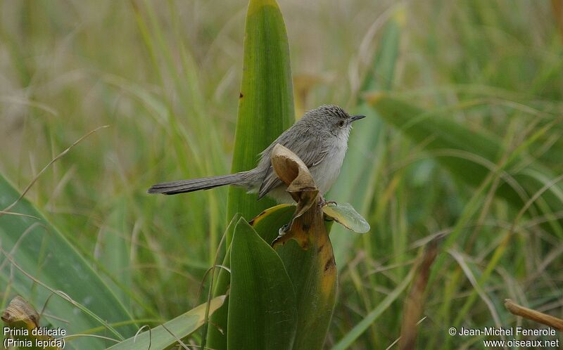 Prinia délicate