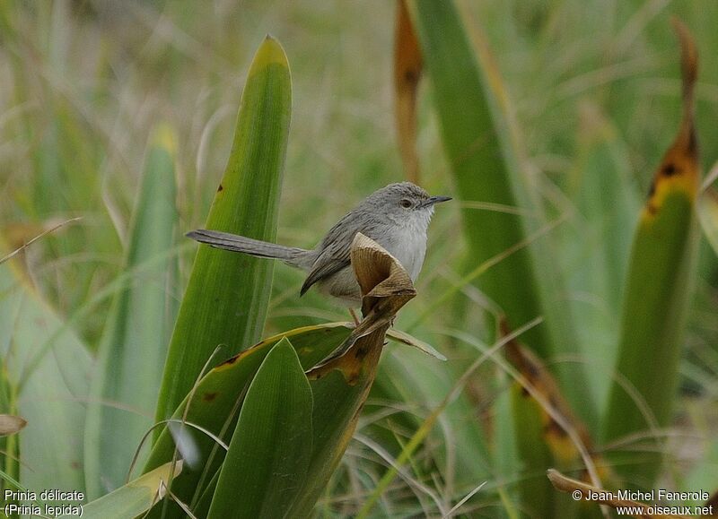 Delicate Prinia