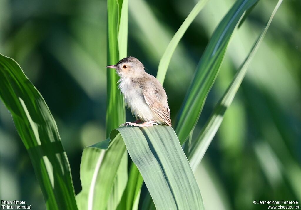 Prinia simple