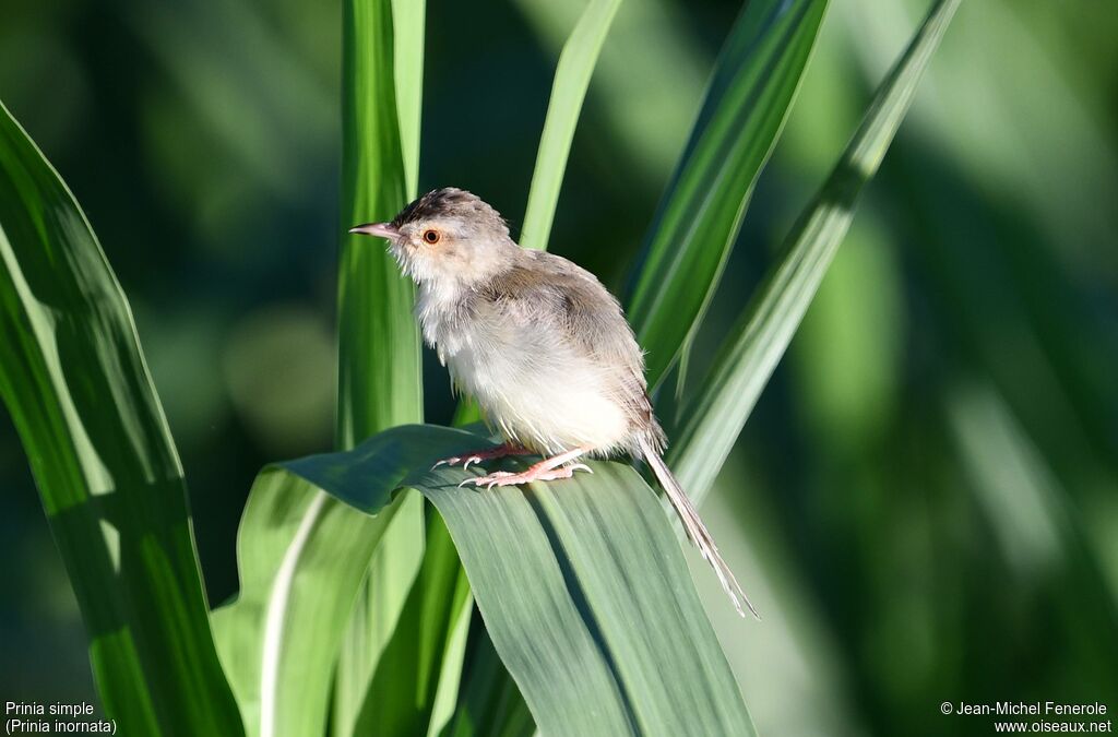Prinia simple