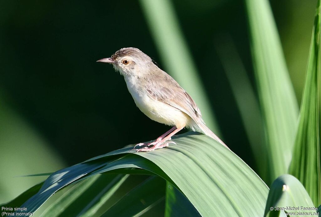 Prinia simple