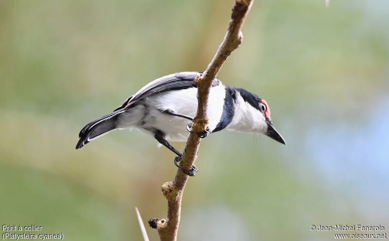 Brown-throated Wattle-eye