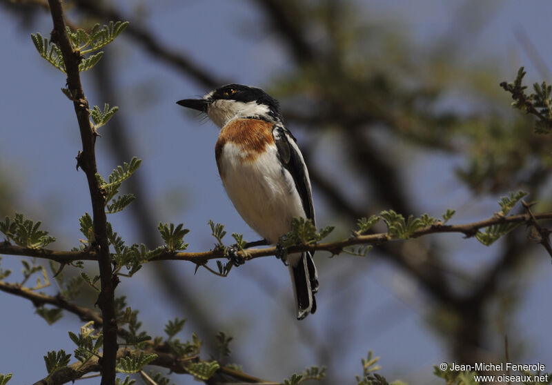 Pygmy Batis female adult, pigmentation