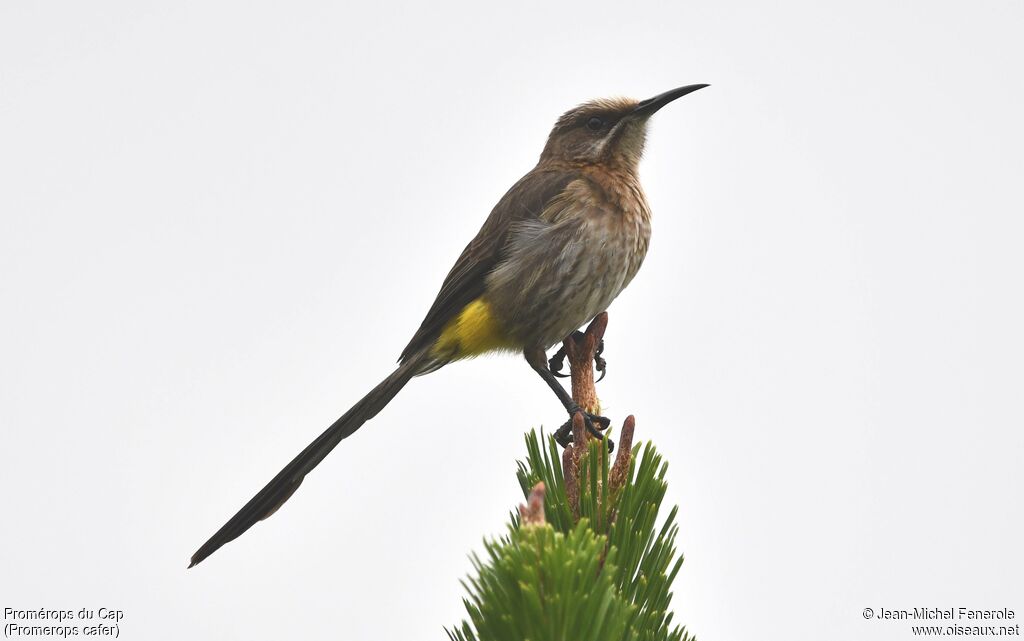 Cape Sugarbird