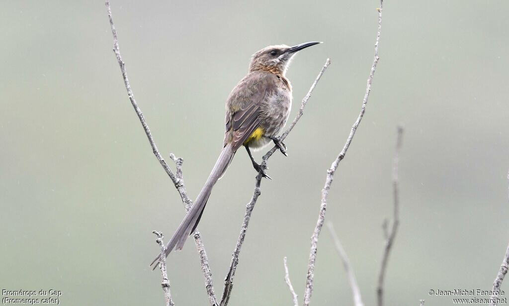 Cape Sugarbird