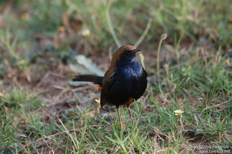 Indian Robinadult