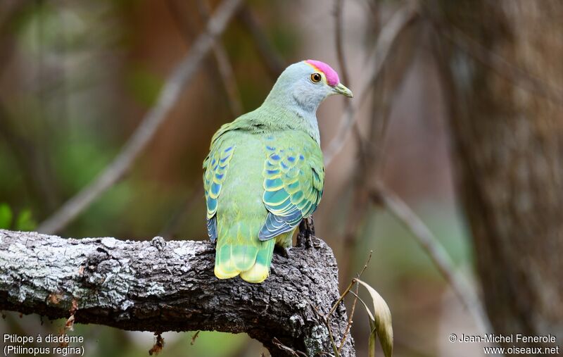 Rose-crowned Fruit Dove