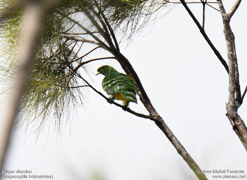 Cloven-feathered Dove